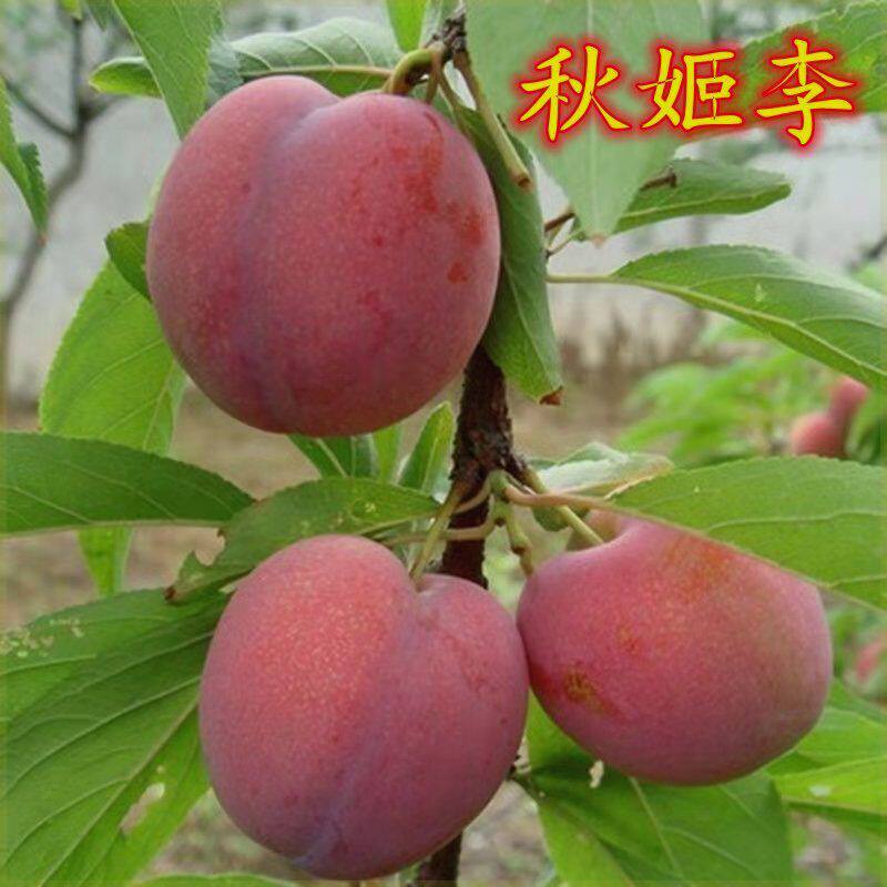 正宗秋姬晚熟嫁接李子树苗南北方种植果树苗当年结果大果李子苗