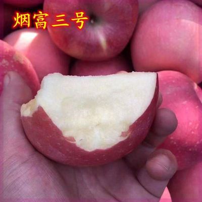 正宗新烟富3号苹果树苗嫁接苗早熟晚熟红富士苹果苗地栽当年结果
