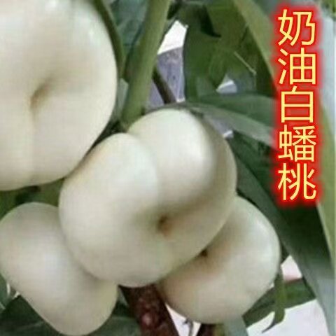 奶油白蟠桃树苖嫁接苗南北方种植水果种子/种苗