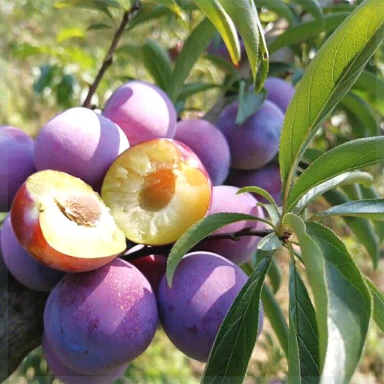 嫁接李子苗 广西天峨珍珠李树苗 珍珠李子苗南北方种植当年结果苗