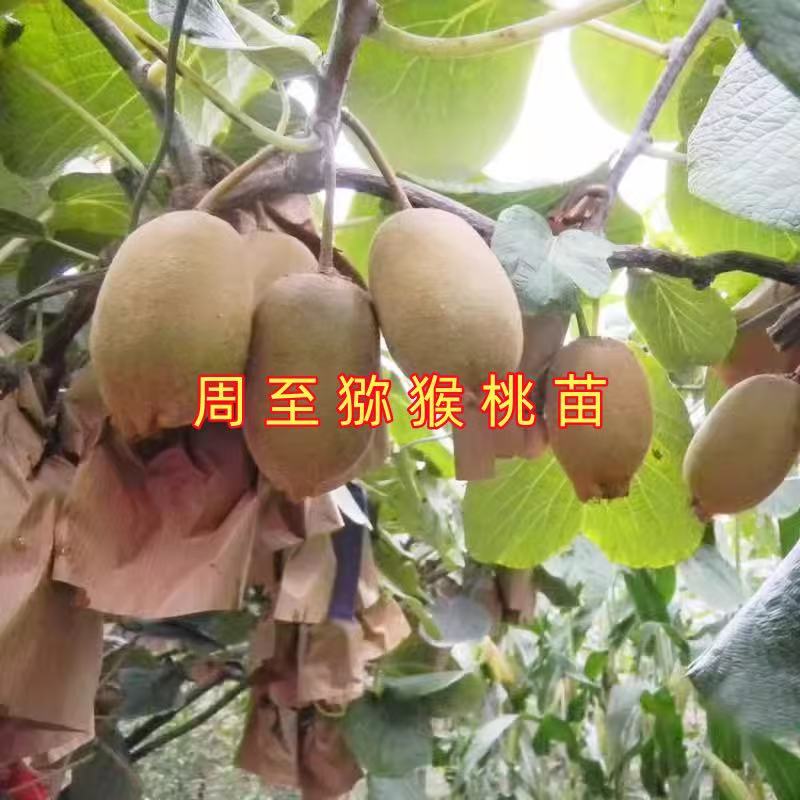 周至猕猴桃树苗南北方种植盆栽地栽猕猴桃苖脆甜当年结果猕猴桃