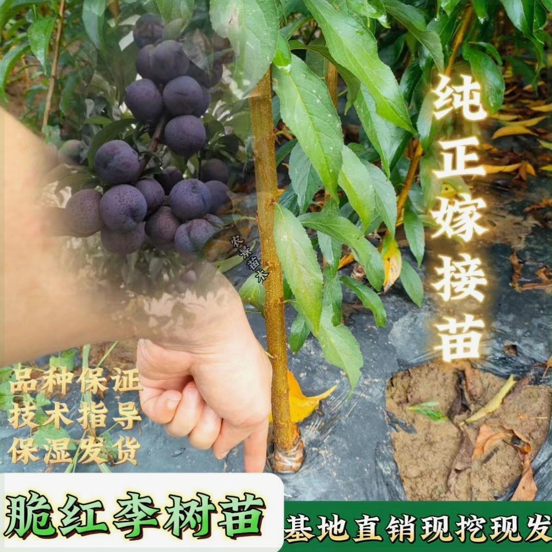 四川汶川晚熟脆红李树苗脱骨李苗蜂糖李嫁接苗红脆李树苗四季李子