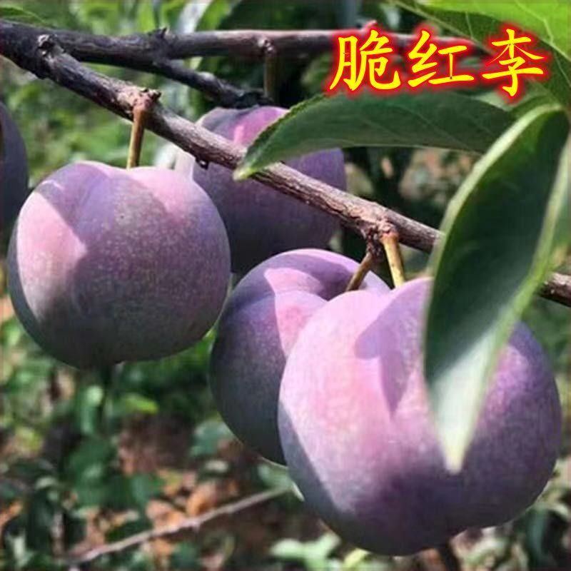 脆红李树苗四川汶川晚熟脱骨李树苗脆红李嫁接苗红脆李树苗李子苗