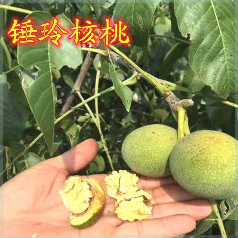 嫁接核桃苗锤玲核桃北方种植纸皮核桃树苗耐寒高产易成活当年结果,鲜花速递/花卉仿真/绿植园艺,果树,淘宝优惠券,粉丝福利购,淘宝优惠卷