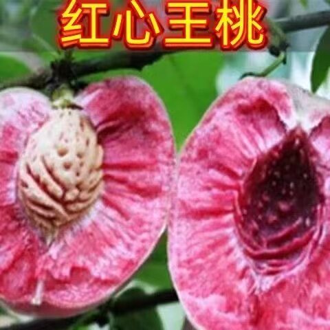 红心王桃桃树苖嫁接苗南北方种植盆栽地栽脆甜离核苖当年结果桃苗