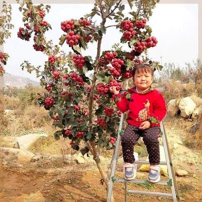 山楂树苗嫁接新品种无籽甜红子特大金星山楂苗南北方种植当年结果