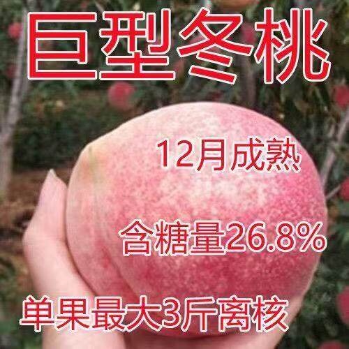 巨型冬桃桃树苖嫁接苗南北方种植盆栽地栽脆甜离核苖当年结果桃苗