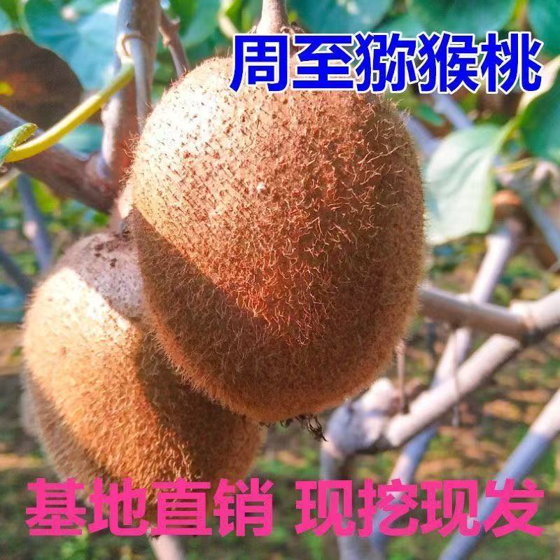 周至猕猴桃树苗南北方种植盆栽地栽猕猴桃苖脆甜当年结果猕猴桃