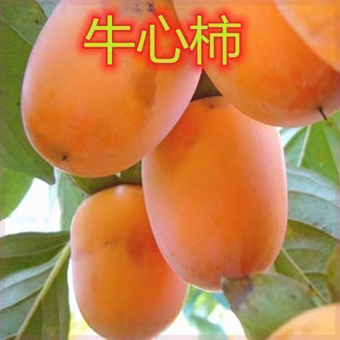 嫁接牛心柿子火晶果树苗庭院盆栽地栽南方北方种植当年结果柿树苗