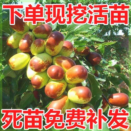 太谷壶瓶枣 枣树苗 根生苗 正宗大枣 红枣枣树苗 山西枣树苗 包邮