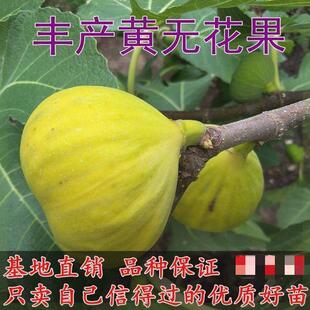 丰产黄无花果树苗南北四季庭院种植新疆早黄无花果苗盆栽当年结果