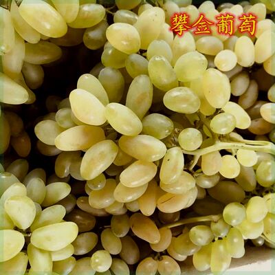 攀金葡萄苗 特早熟葡萄苗大苗果树果苗爬藤树苗葡萄树苖南方种植