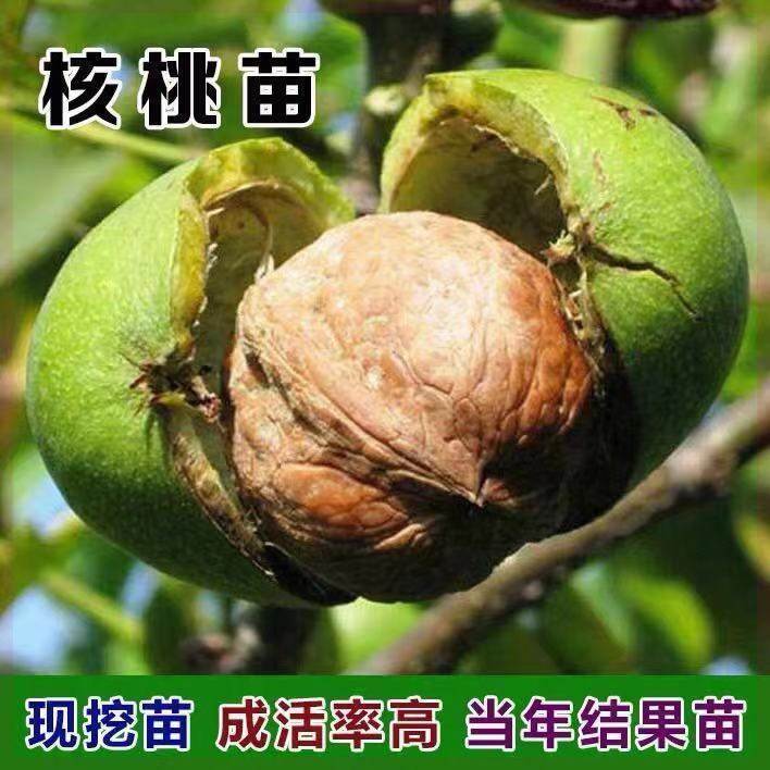 嫁接核桃苗薄皮9818纸皮核桃树苗文玩南北方种植盆栽地栽当年结果,鲜花速递/花卉仿真/绿植园艺,果树,淘宝优惠券,粉丝福利购,淘宝优惠卷