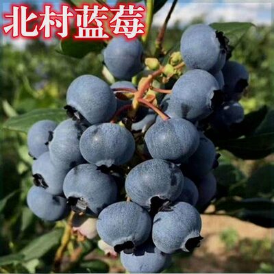 北村蓝莓树果苗盆栽地栽阳台果树苗南方北方种植当年结果蓝莓苗
