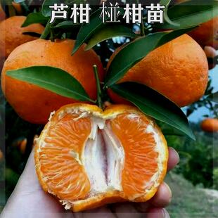 碰柑苗嫁接碰柑苗柑橘树苗嫁接柑桔苗芦柑桔子树苗芦柑苗川果苗木