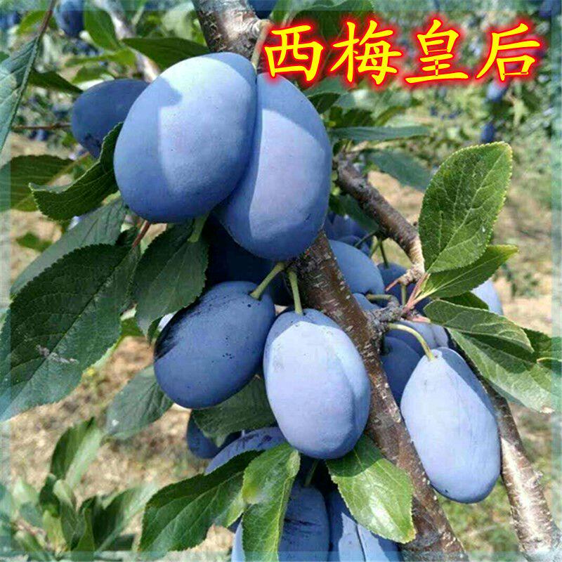 西梅皇后树苗李子树苗果树苗嫁接李子苗南方北方种植当年结果树苗
