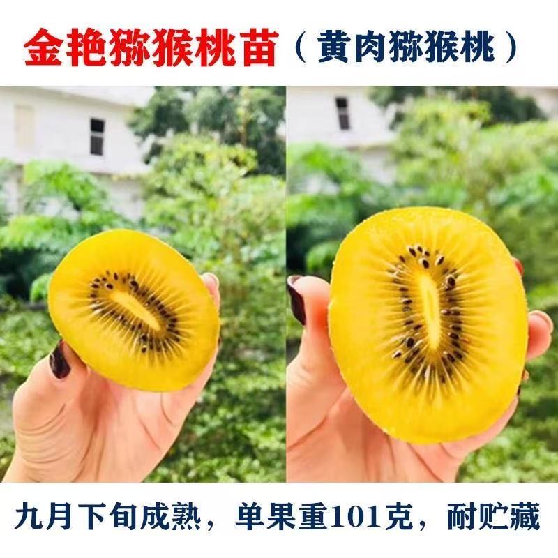 黄肉猕猴桃树苗南北方种植盆栽地栽猕猴桃苖脆甜当年结果猕猴桃