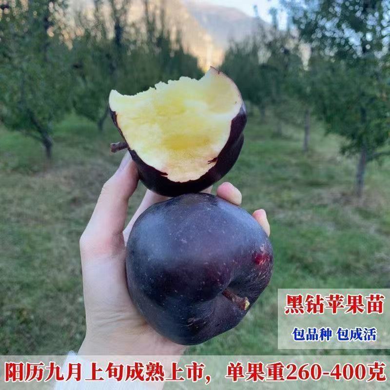 黑钻苹果苹果树苗嫁接南北方种植水果种子/种苗
