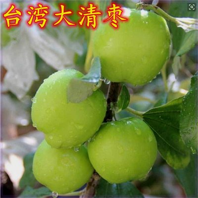台湾大青枣苗枣树苗树苗特大蜜丝枣苹果枣树嫁接苗当年结果青枣苗