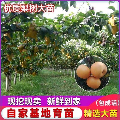 特大嫁接梨树苗翠冠梨秋月梨南方北方种植盆栽地栽庭院当年结果苗