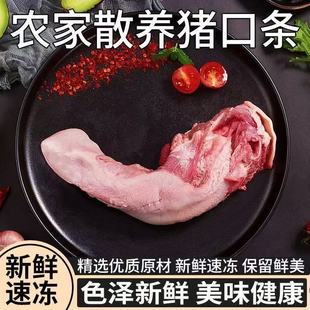 新鲜土猪舌头猪口条散养新鲜猪口条猪舌头冷冻整箱猪门腔商用批发