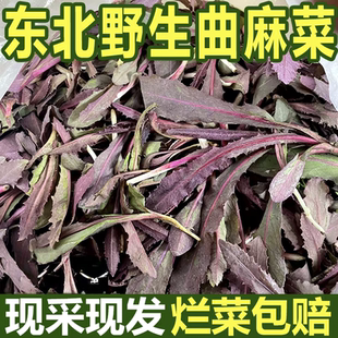 东北野生曲麻菜新鲜野生苦麻菜苗苦菜野菜蘸酱菜曲曲菜苣荬菜现挖
