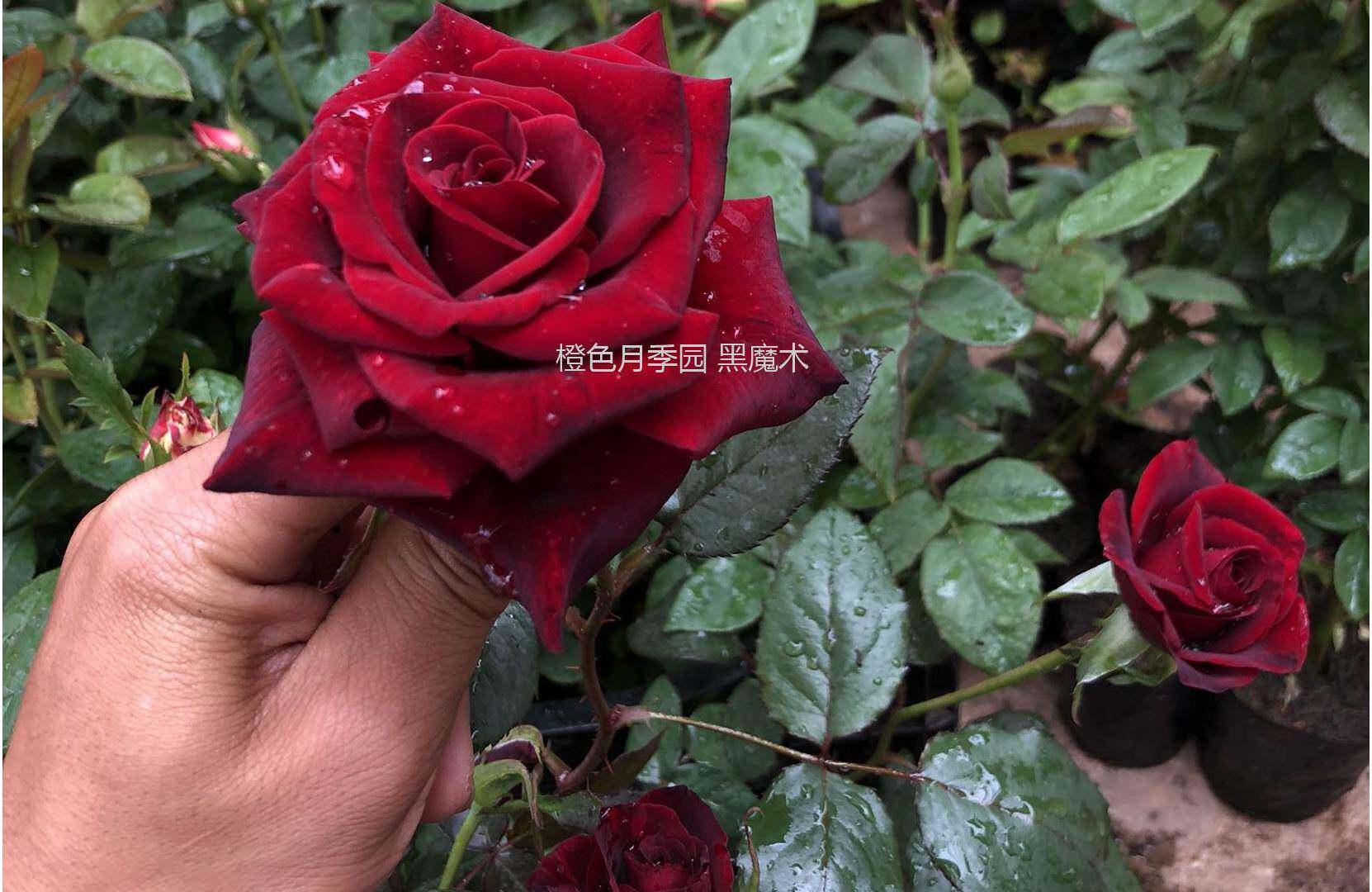 黑魔术月季特大花四季开花盆栽阳台室外庭院大红玫瑰灌木新品