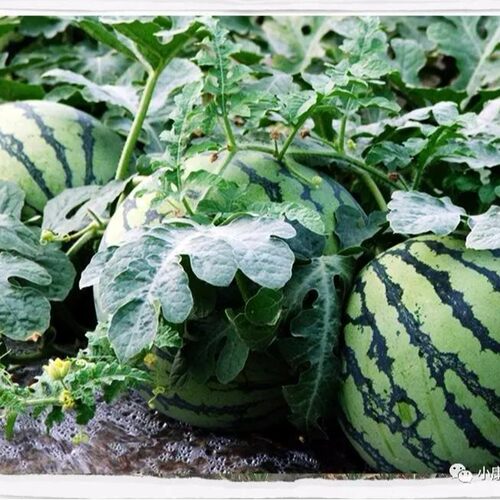 山西运城正宗麒麟西瓜脆甜薄皮黑籽西瓜