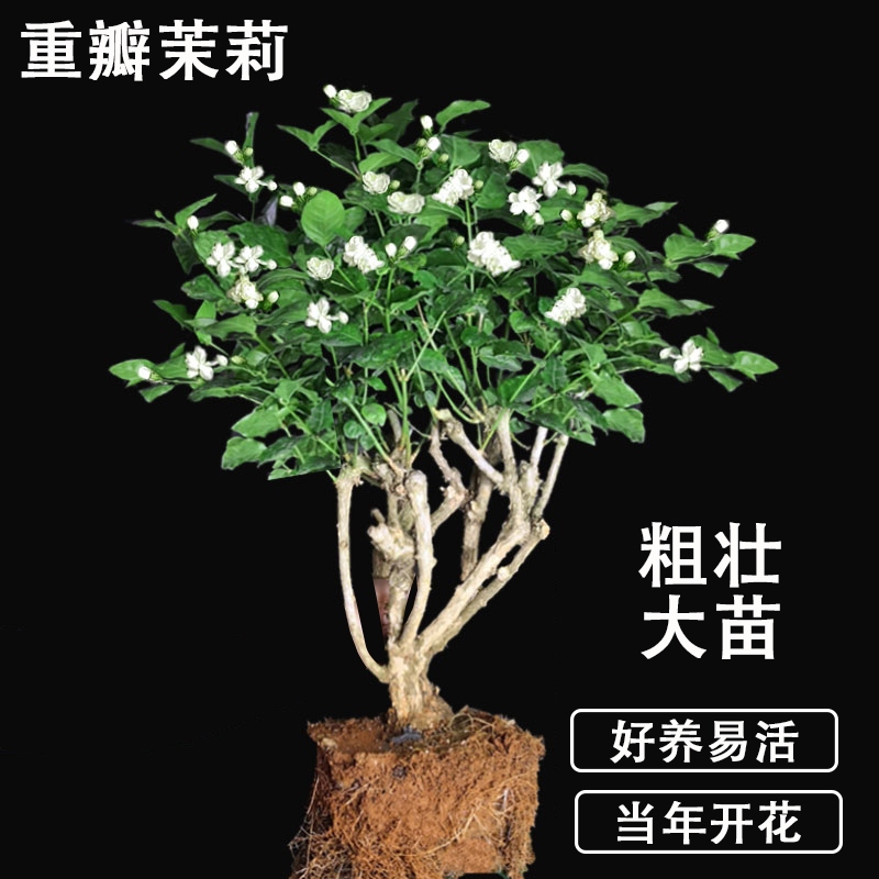 横县茉莉花盆栽老桩带苞四季
