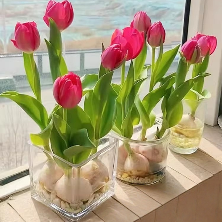 5颗郁金香种球水培花卉植