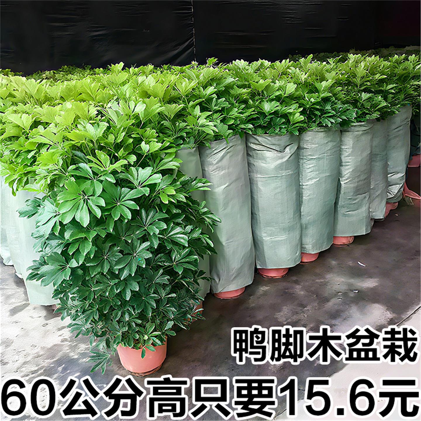 鸭脚木盆栽七叶莲八方来财