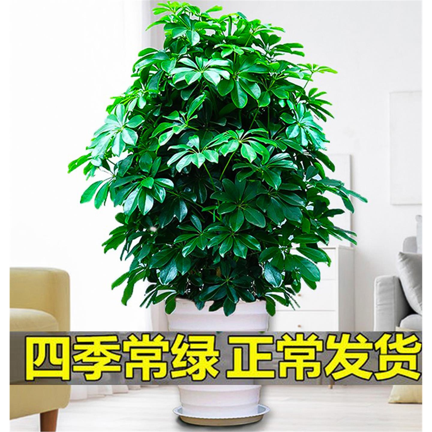鸭脚木客厅大盆栽七叶莲水
