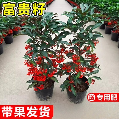 富贵籽盆栽黄金万两子沙棘