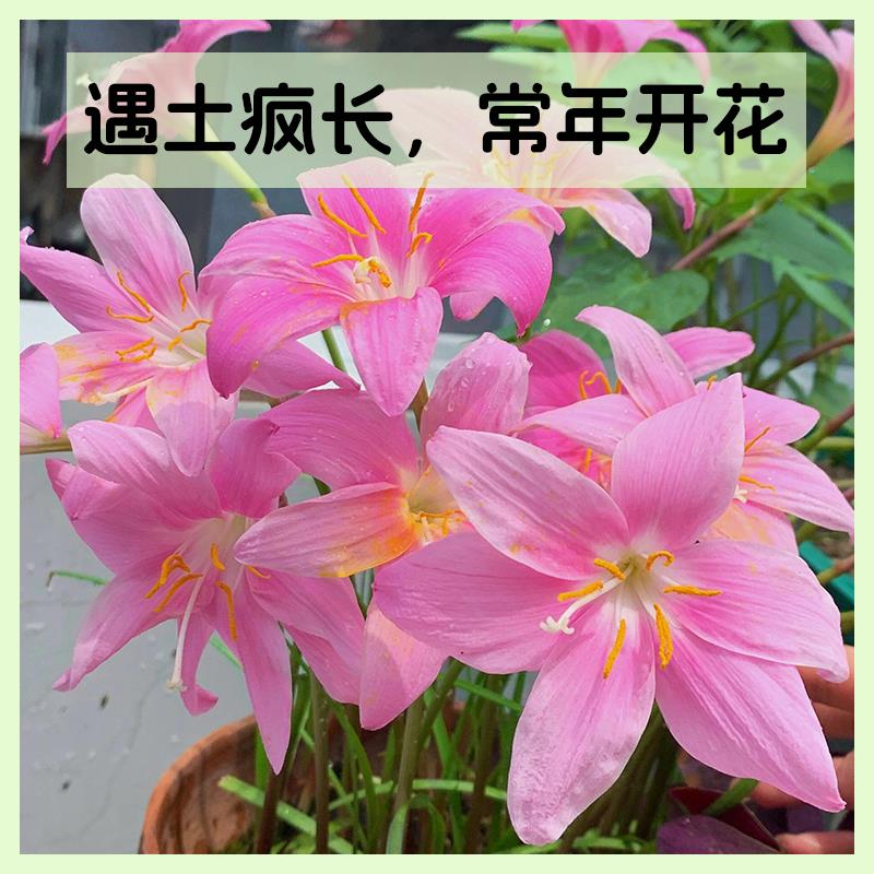 【常年开花】重瓣风雨兰清