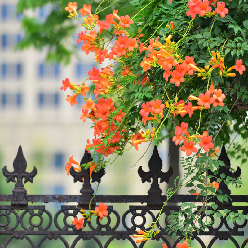 耐寒凌霄花苗爬藤植物夏季花