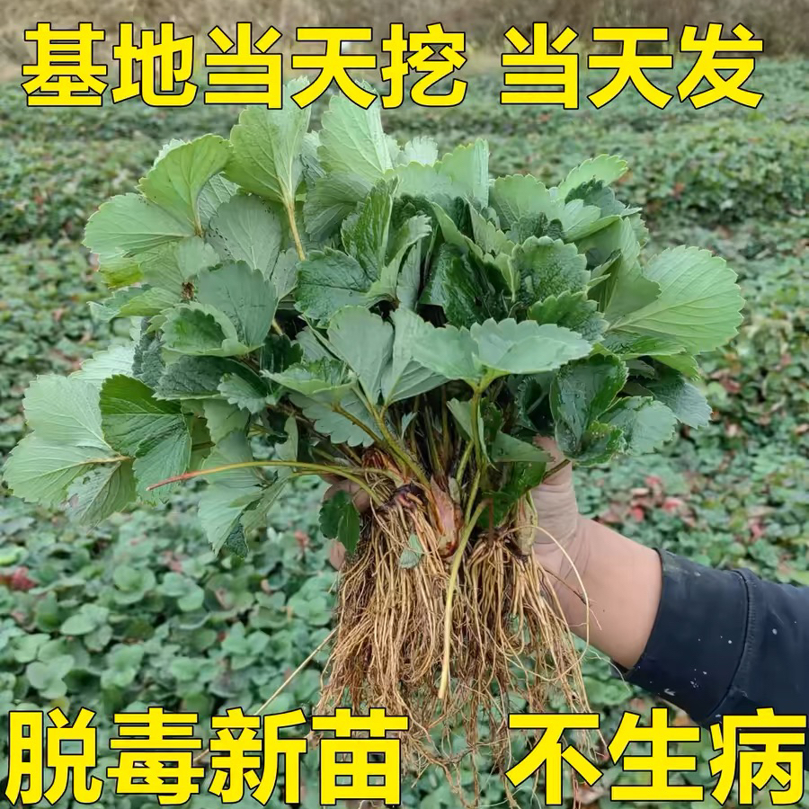 四季草莓奶油红颜秧大棚种