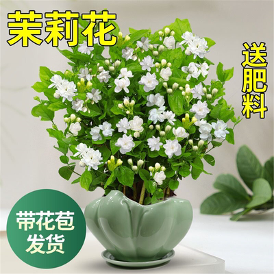 茉莉花苗盆栽带苞九里香老