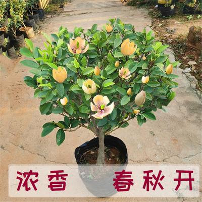 含笑花盆栽景浓香卉绿植物