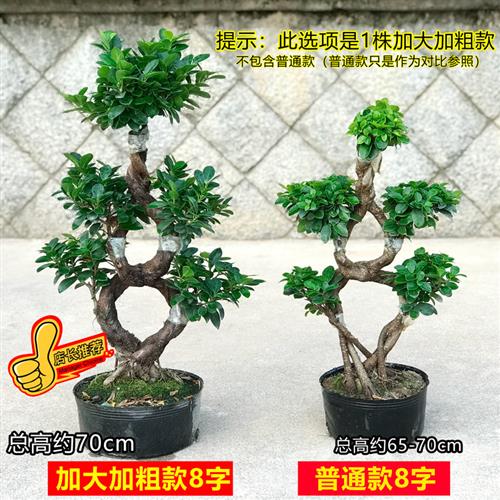 榕树盆景老桩 大型8字造型金钱榕盆栽人参榕苗木树室内庭院小叶榕