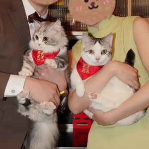 宠物口水巾喜字结婚狗狗装饰领结宠物围兜猫咪陪嫁猫围脖红色婚礼