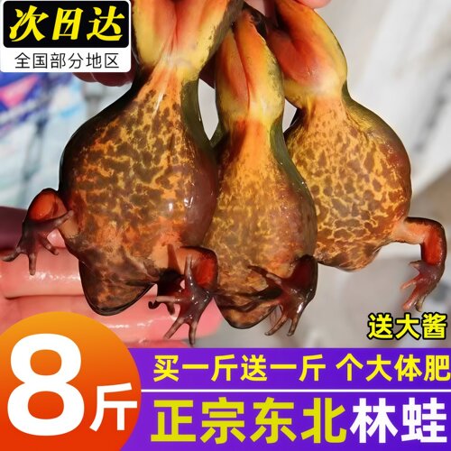 东北林蛙冷冻蛤蟆东北特产雪蛤