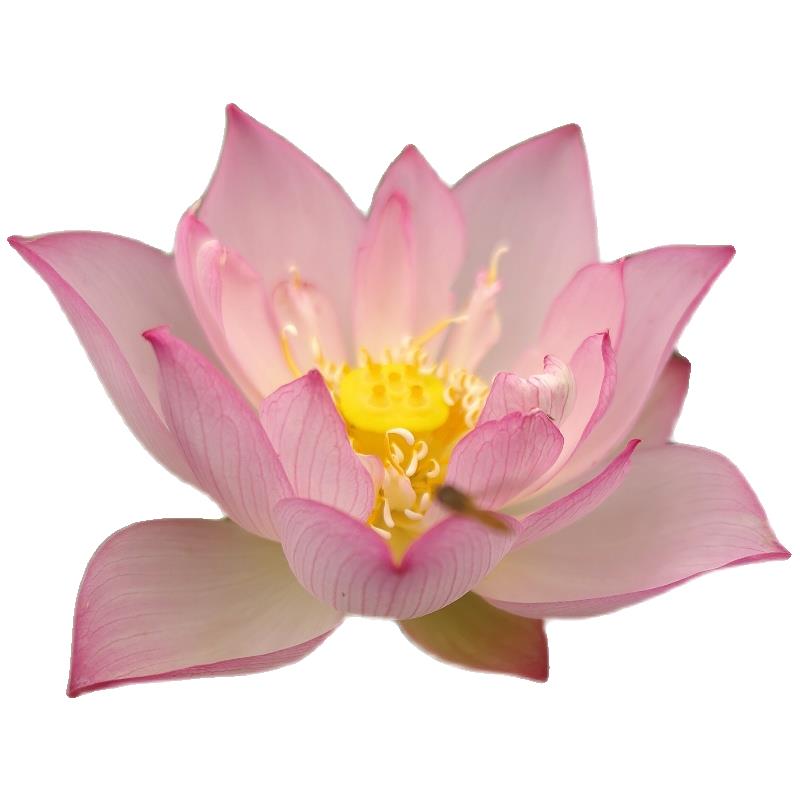 微型汝州老农花卉荷花碗莲阳台花卉水养盆栽荷花盆栽带花苞耐寒