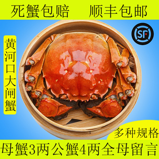 黄河口大闸蟹东营螃蟹山东大闸蟹大母蟹公蟹对半黄河螃蟹河蟹