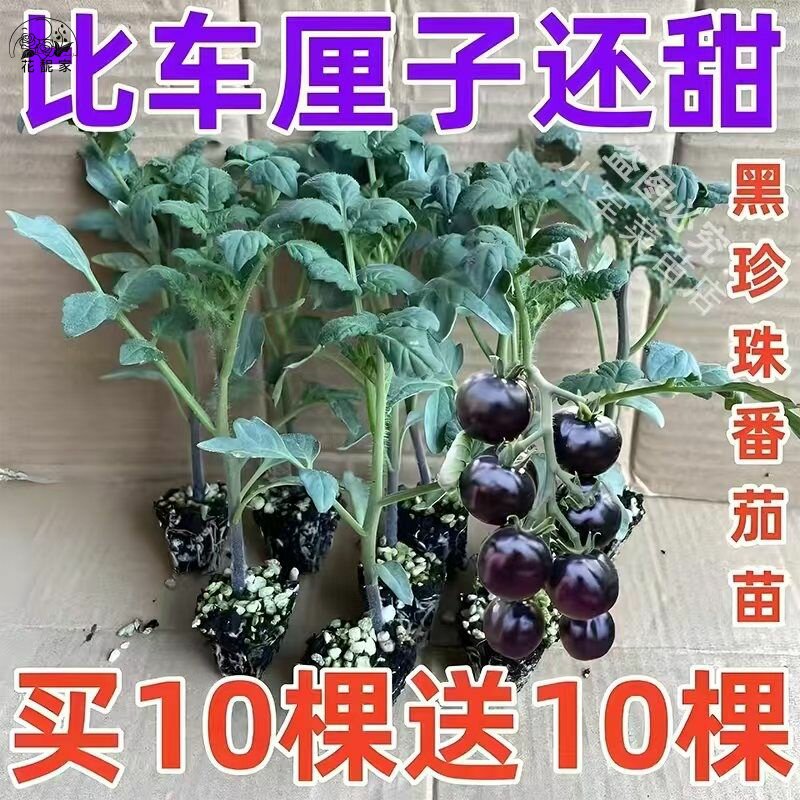 超甜圣女果黑珍珠番茄苗秧