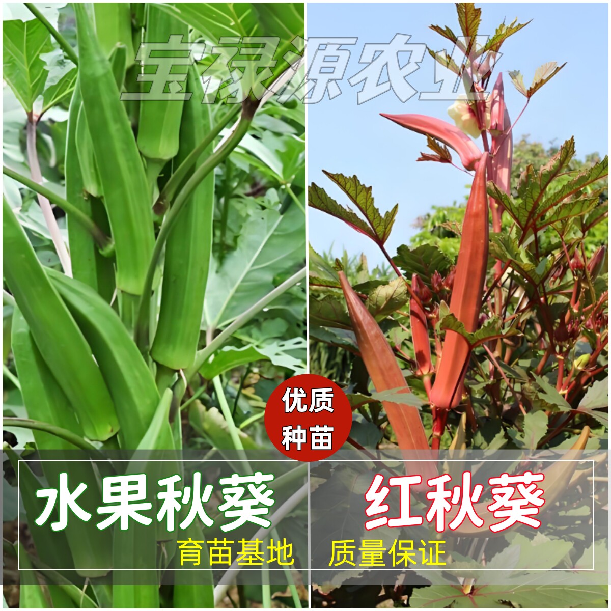 水果秋葵苗大种子秧菜阳台