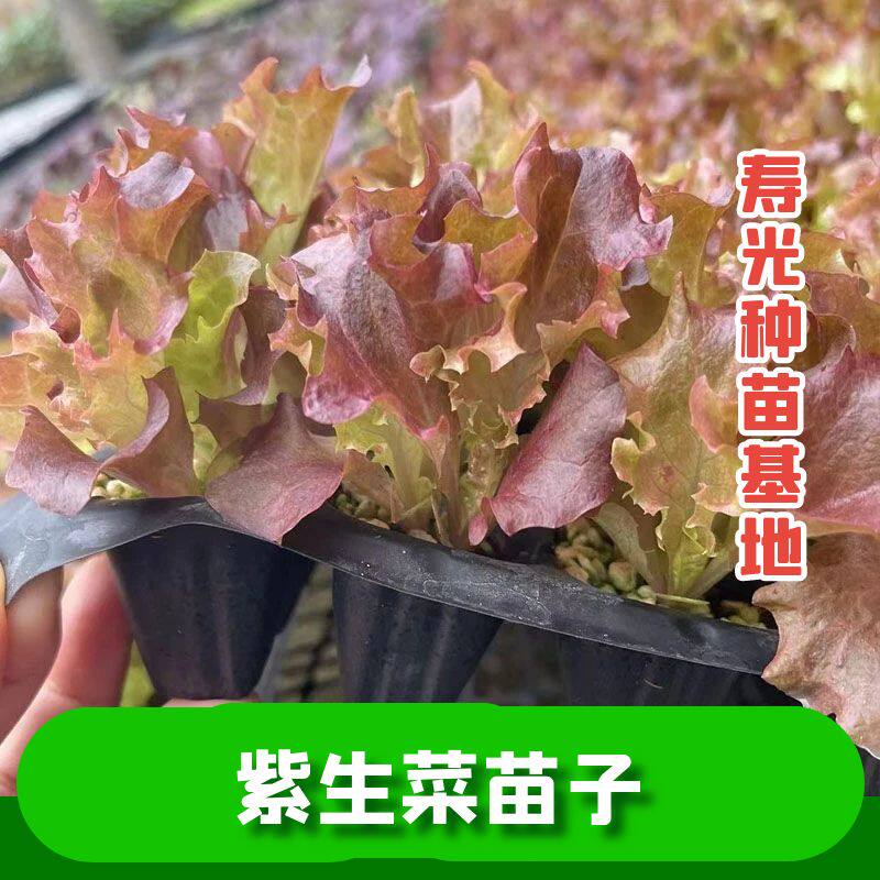 四季盆栽紫生菜苗子高产苗
