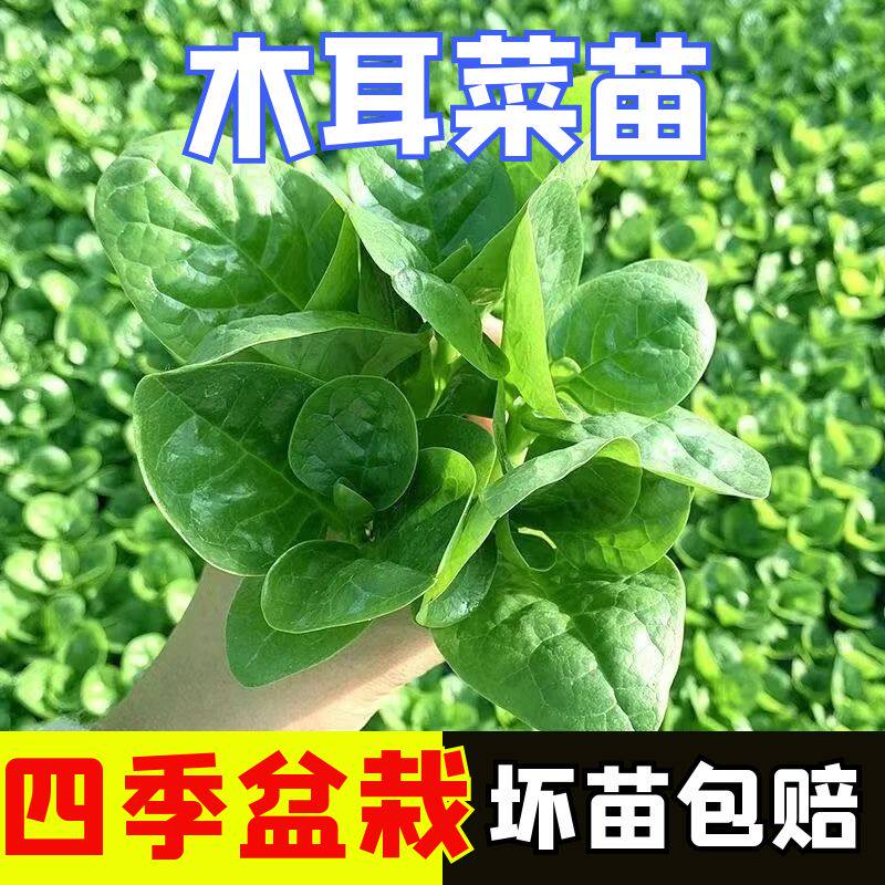 大叶木耳菜苗子爬藤木耳菜四季苗