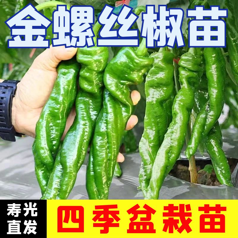金螺丝辣椒苗子秧高产四季