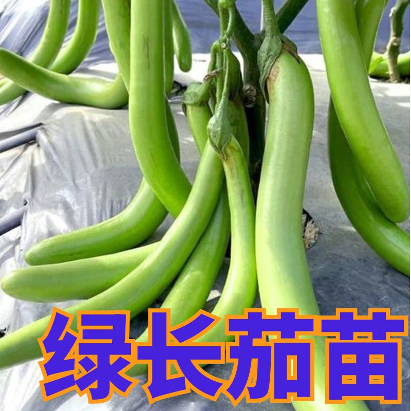 绿长茄秧苗四季正宗高产苗