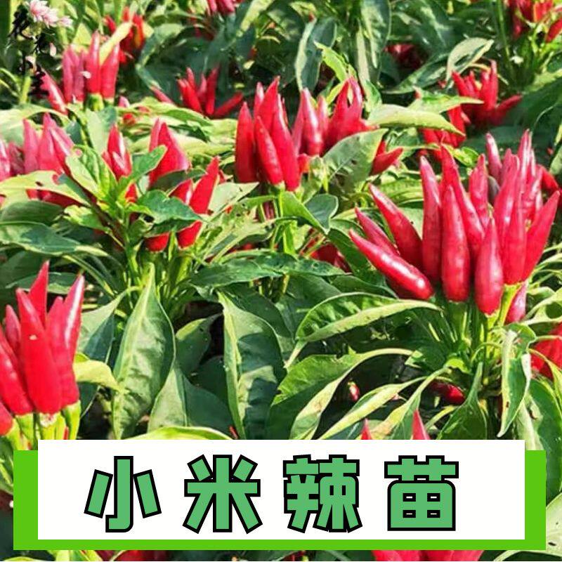 四季正宗小米椒秧苗高产正宗苗